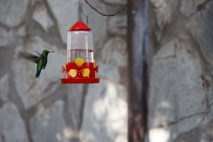 colibri-alquiler-de-cabanas-en-necochea
