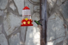 colibri-en-cabanas-maquen